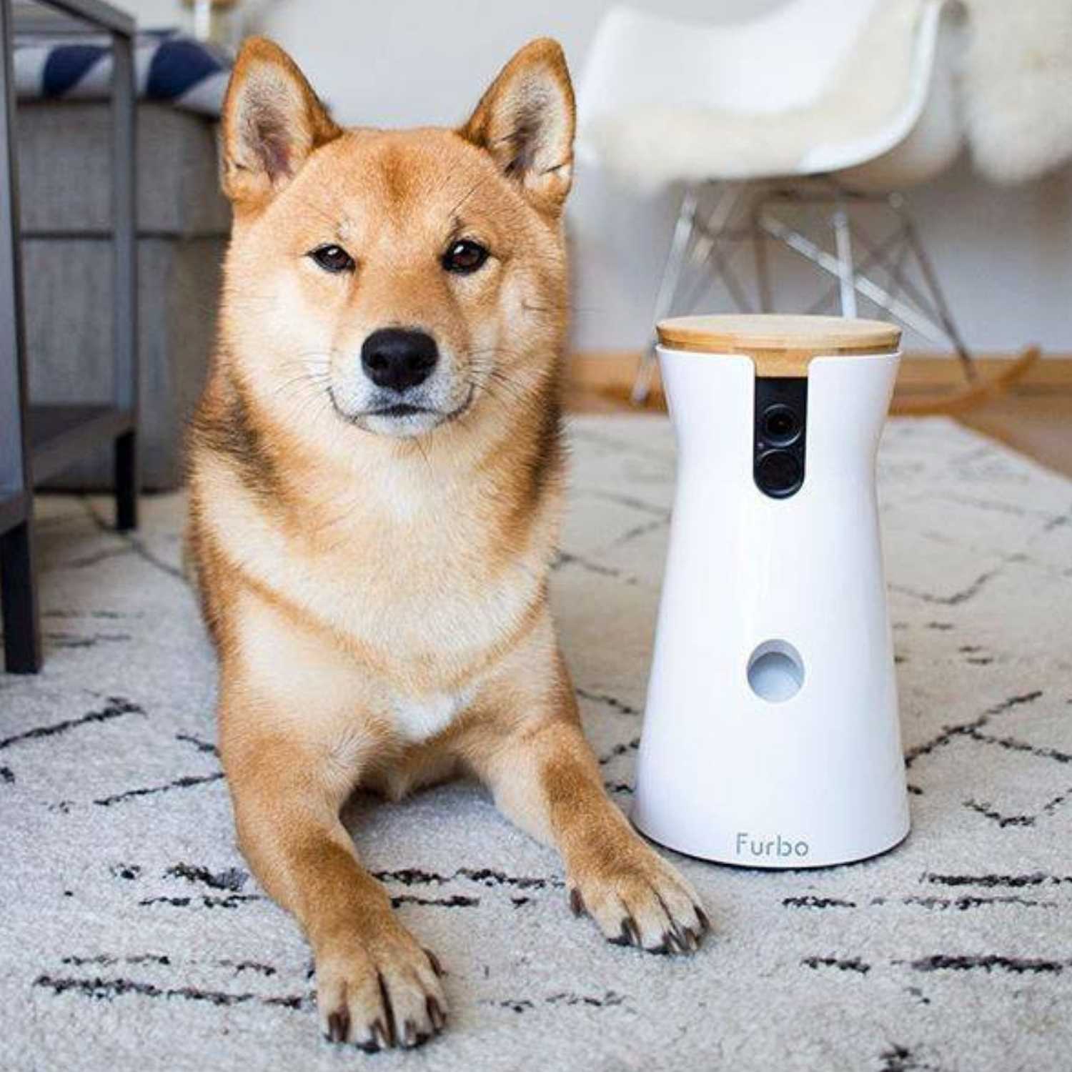 HD WiFi 2-Way Audio Interactive Dog Camera On Rug - Cool Birthday Gifts For Pet Lovers